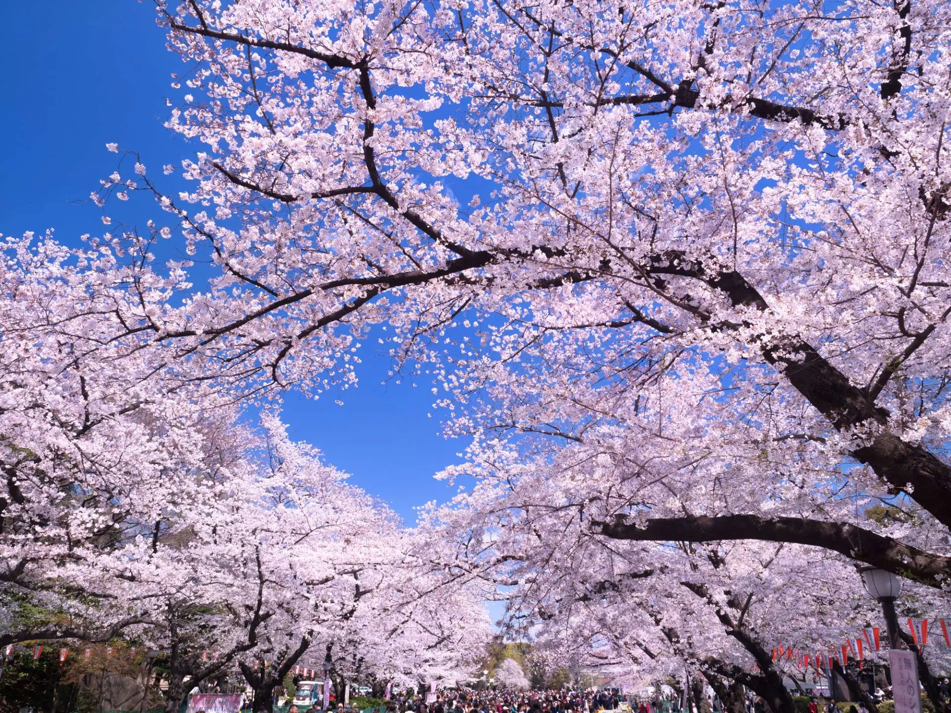 上野公園櫻花大道