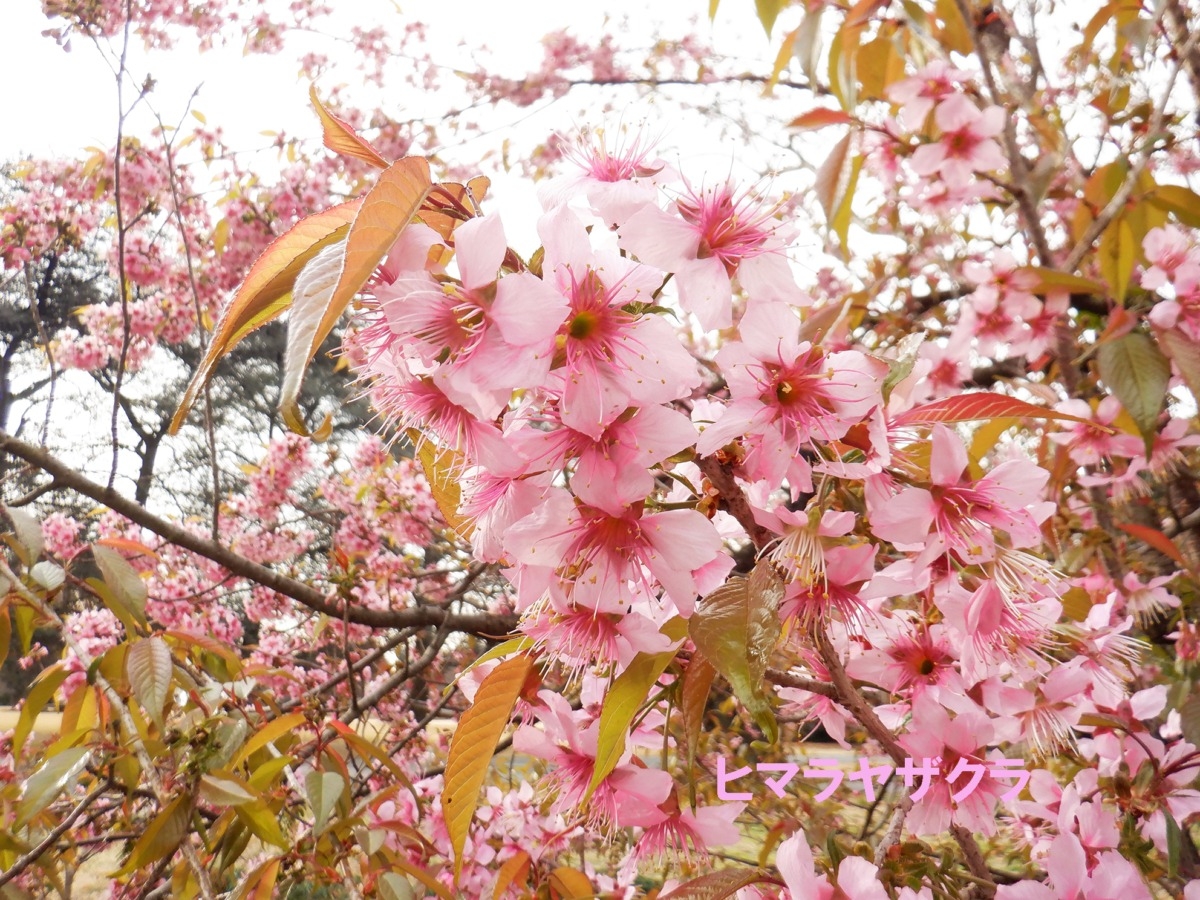 東京新宿御苑櫻花花期