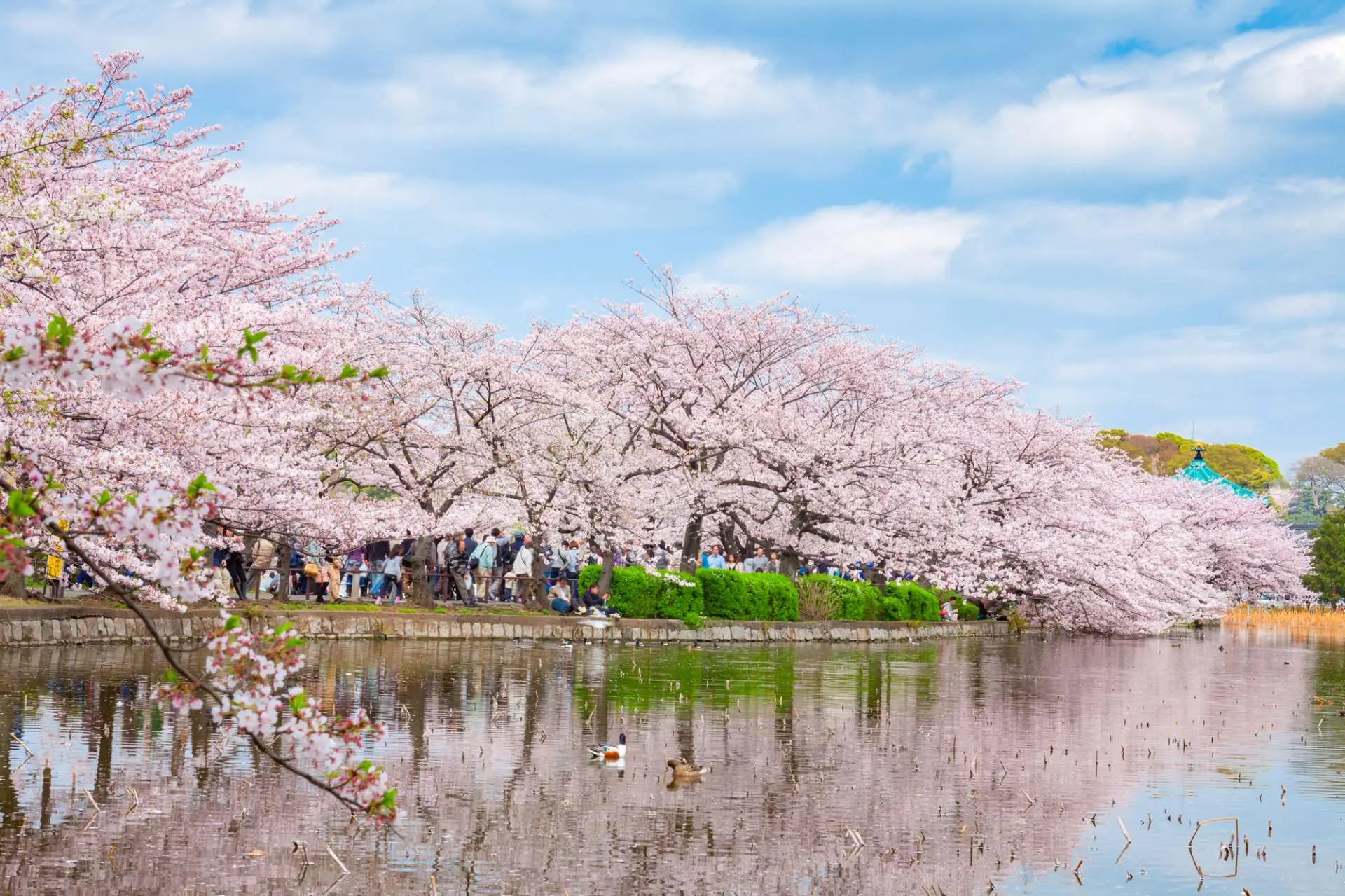 上野公園不忍池邊的櫻花盛開