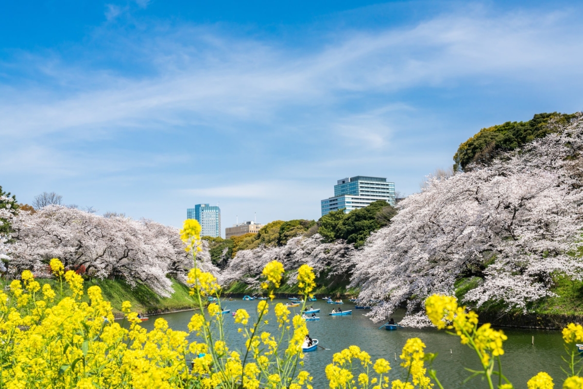 東京千鳥淵公園賞櫻，可以乘船暢遊