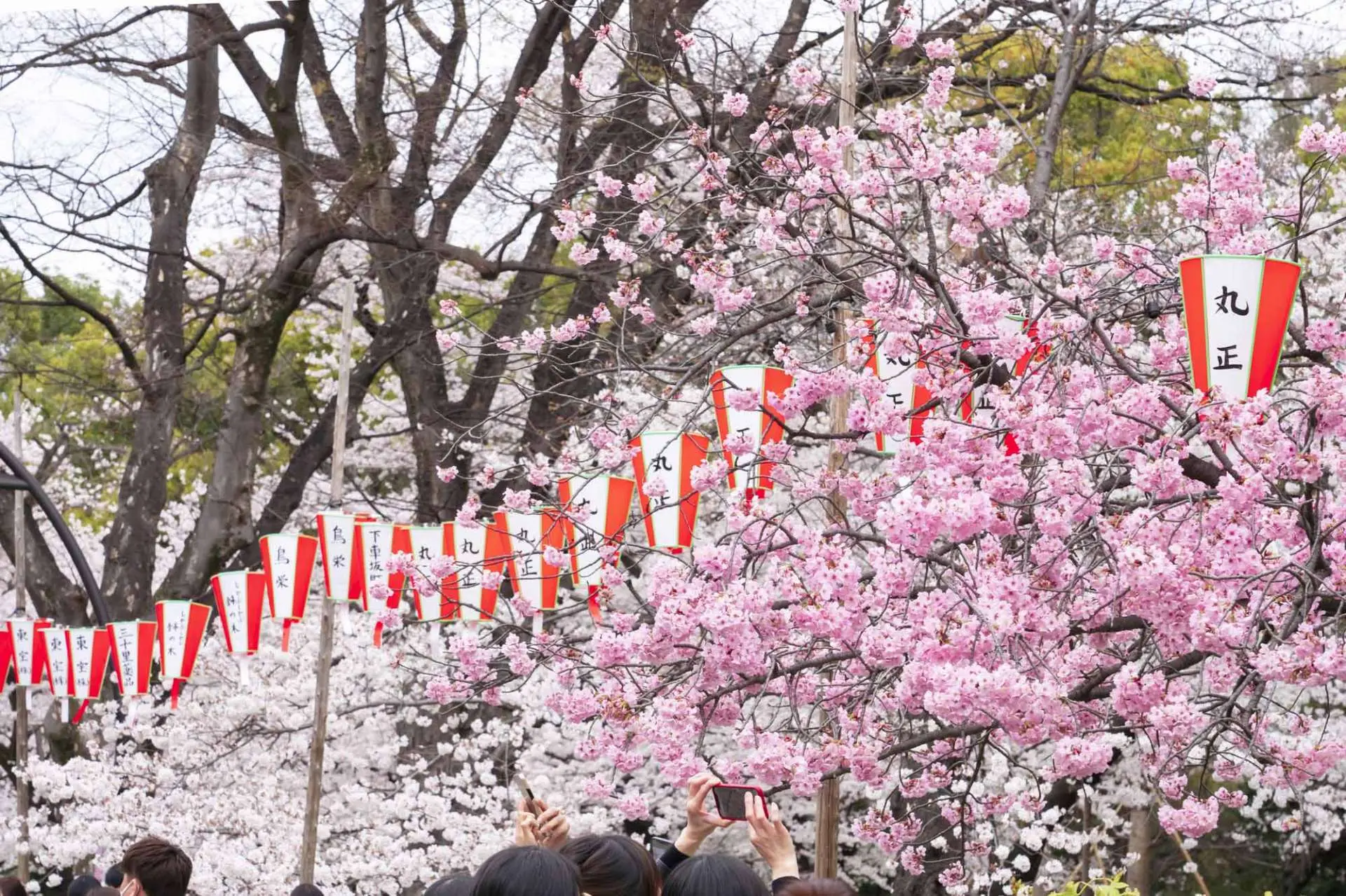 上野公園櫻花盛開期