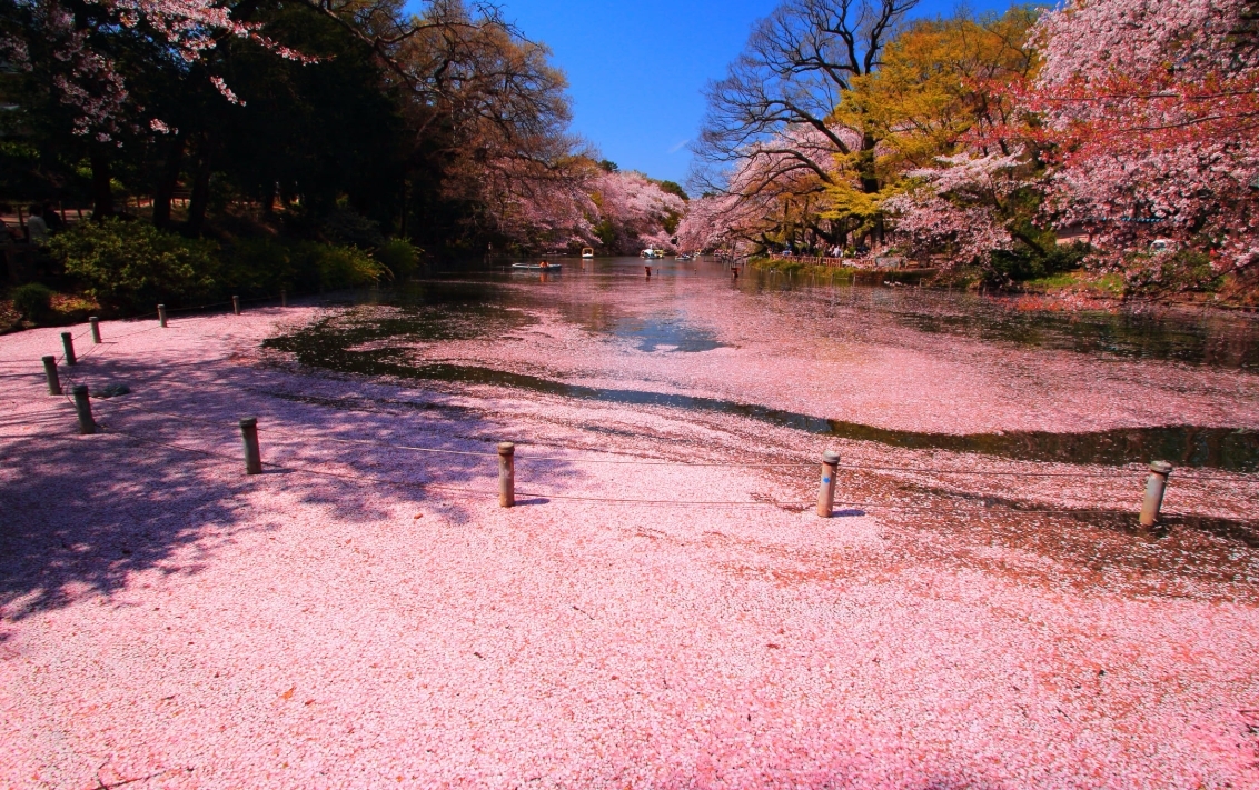 井之頭恩賜公園 賞櫻