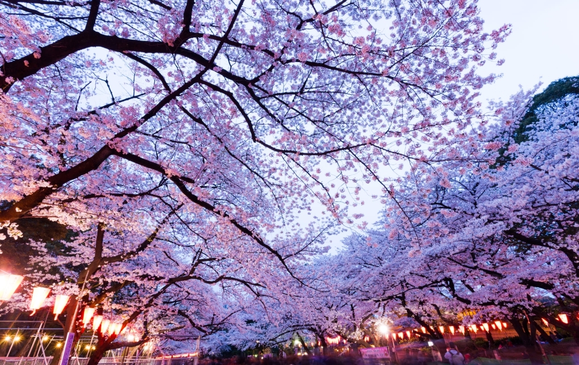 上野恩賜公園賞櫻
