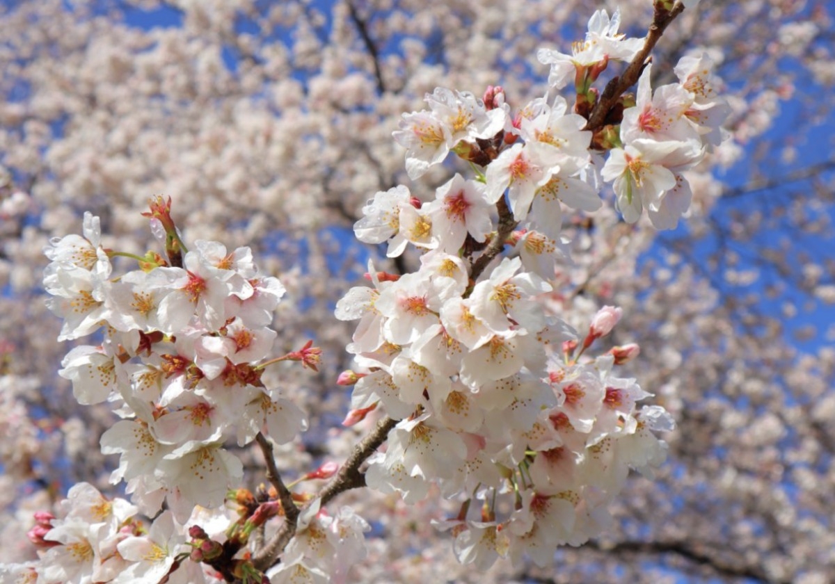 昭和紀念公園櫻花