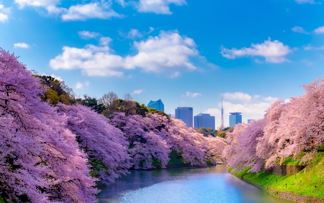 千鳥淵公園櫻花季