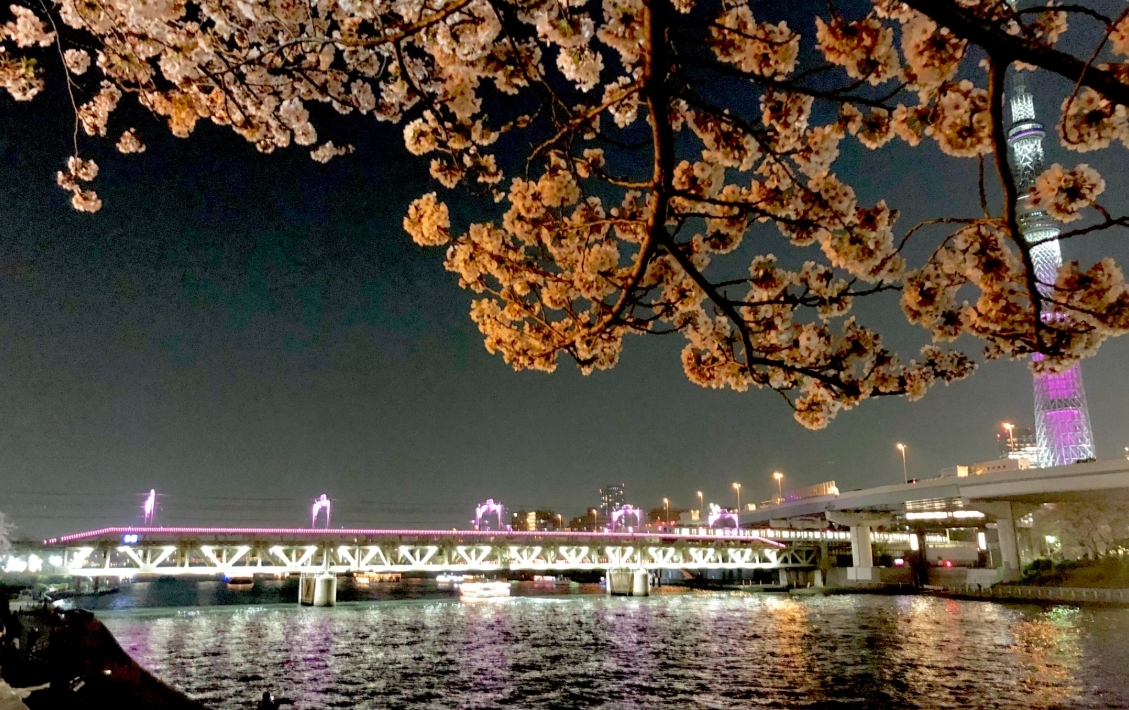 隅田公園櫻花祭