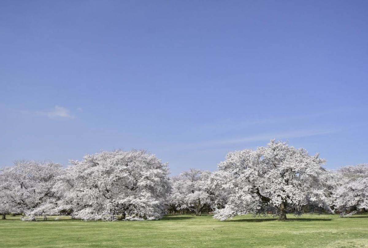 昭和紀念公園
