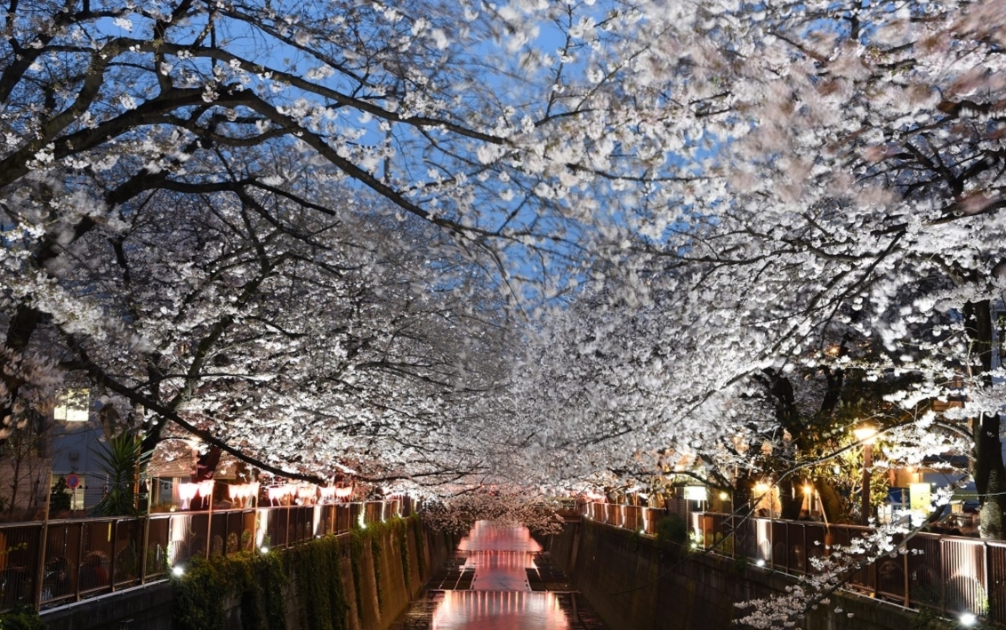 目黑川賞櫻
