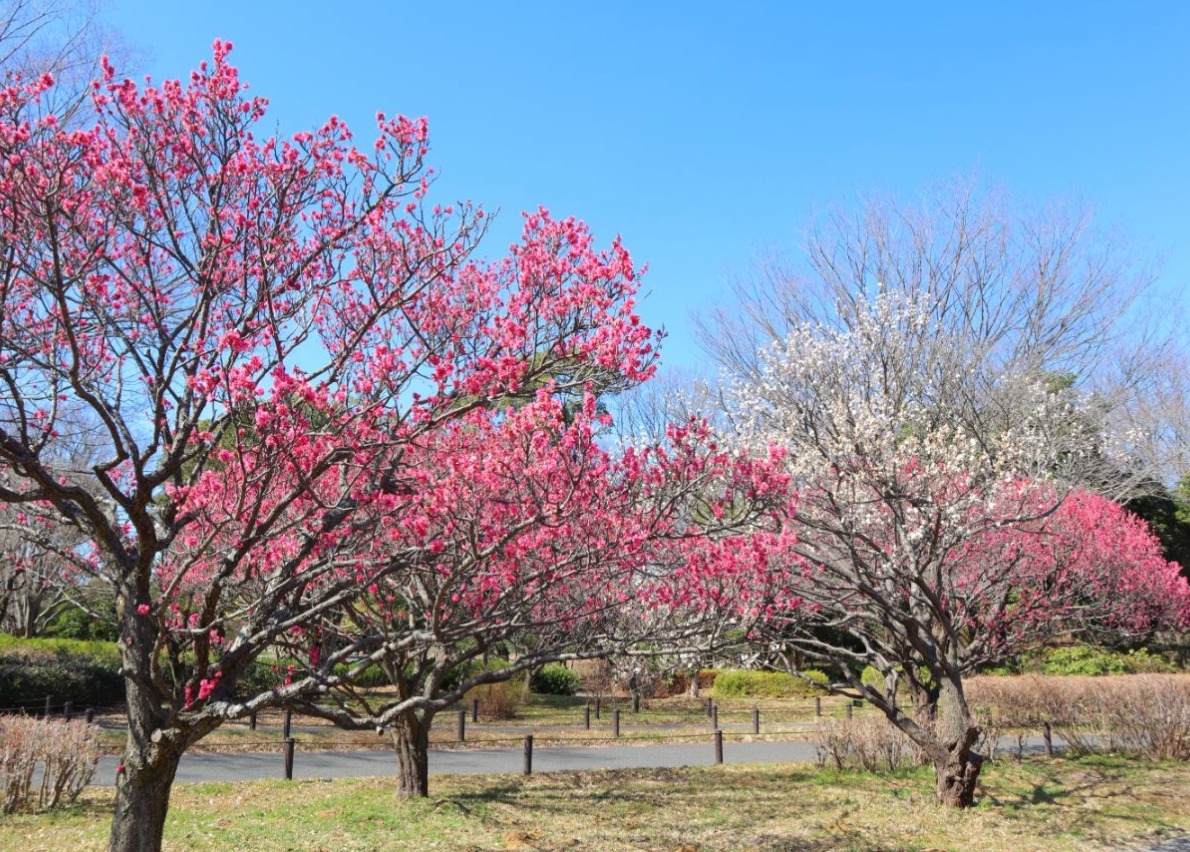 昭和紀念公園