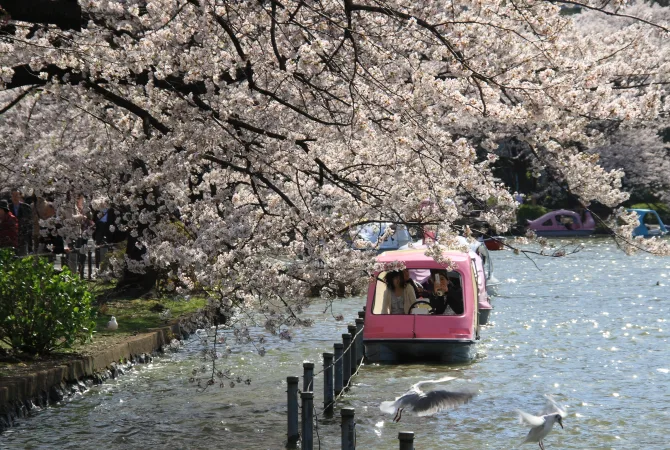 遊客可以在不忍池上騎乘天鵝船