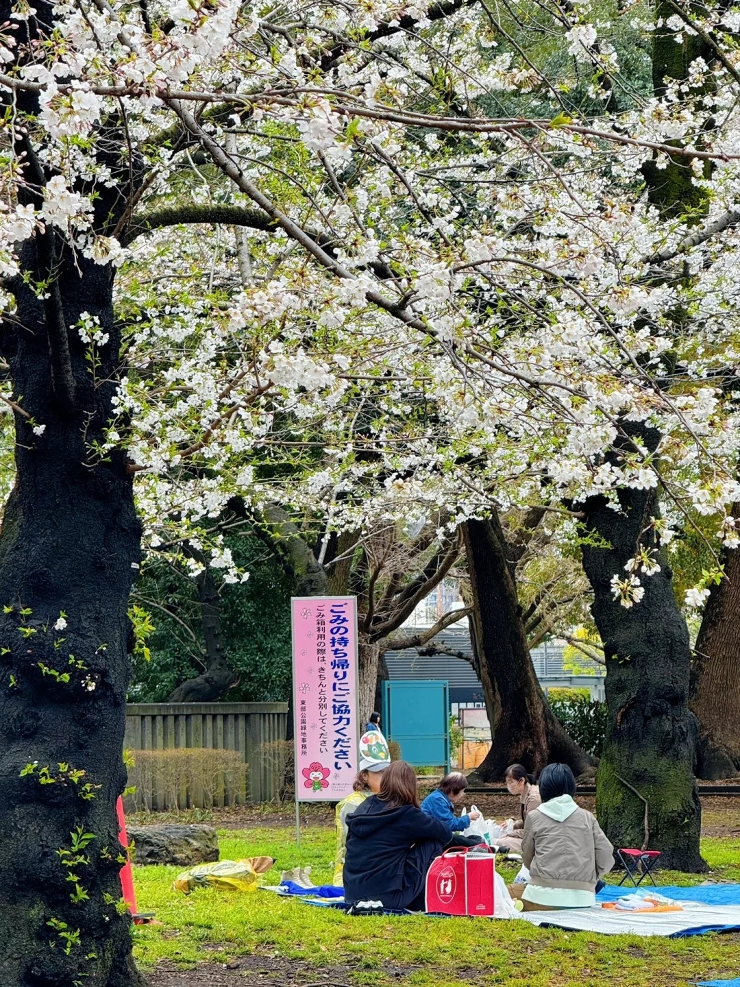 許多人會在櫻花大道兩旁野餐欣賞櫻花之美