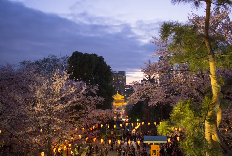上野公園的夜景