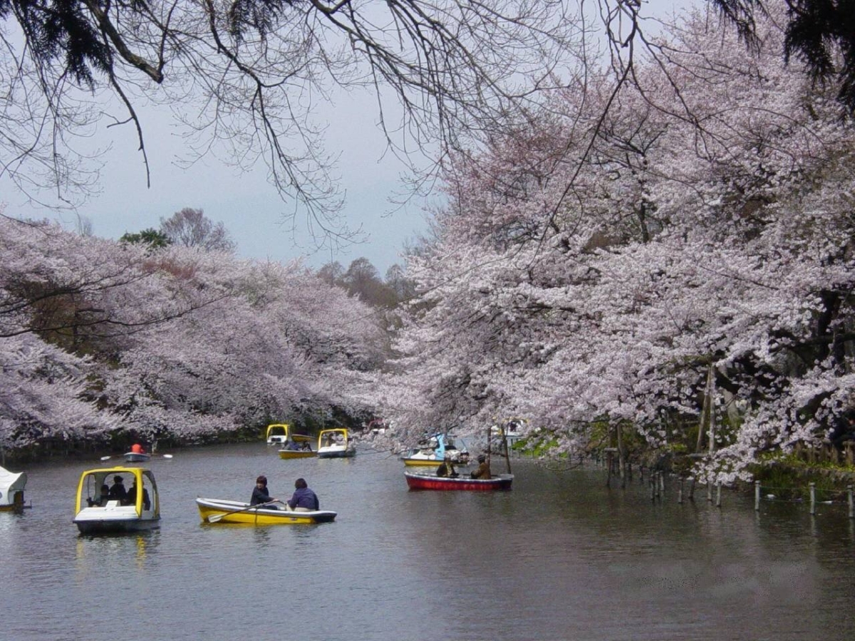 東京「井之頭公園」坐船賞櫻