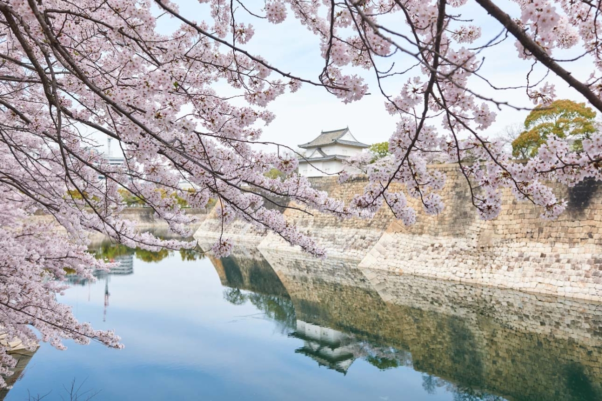 2025 大阪城公園賞櫻攻略