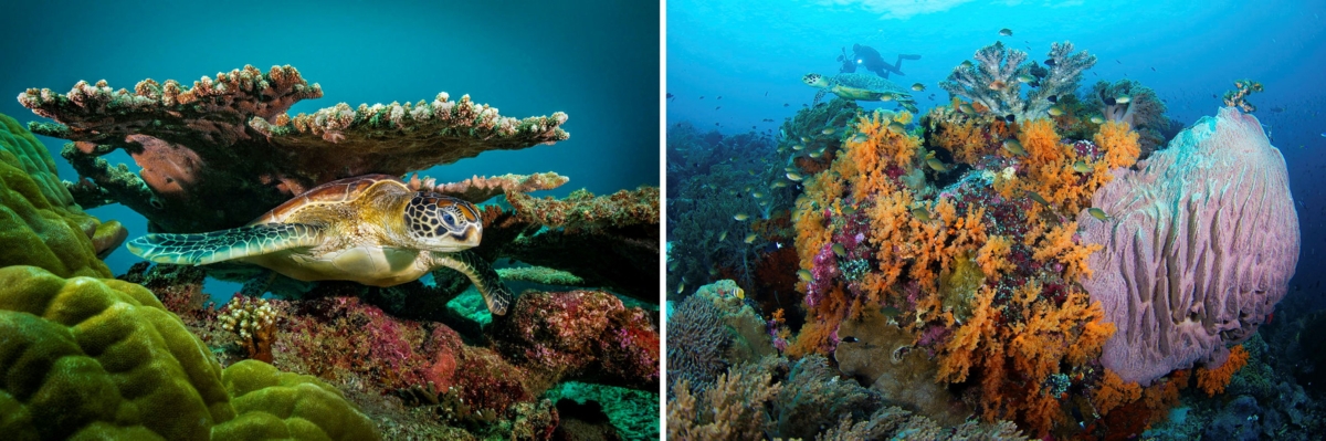西巴丹島擁有豐富的珊瑚景觀與大量的海龜群