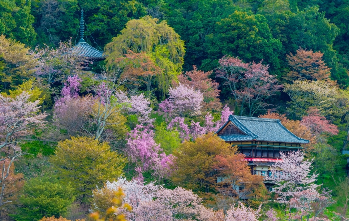 奈良吉野山賞櫻