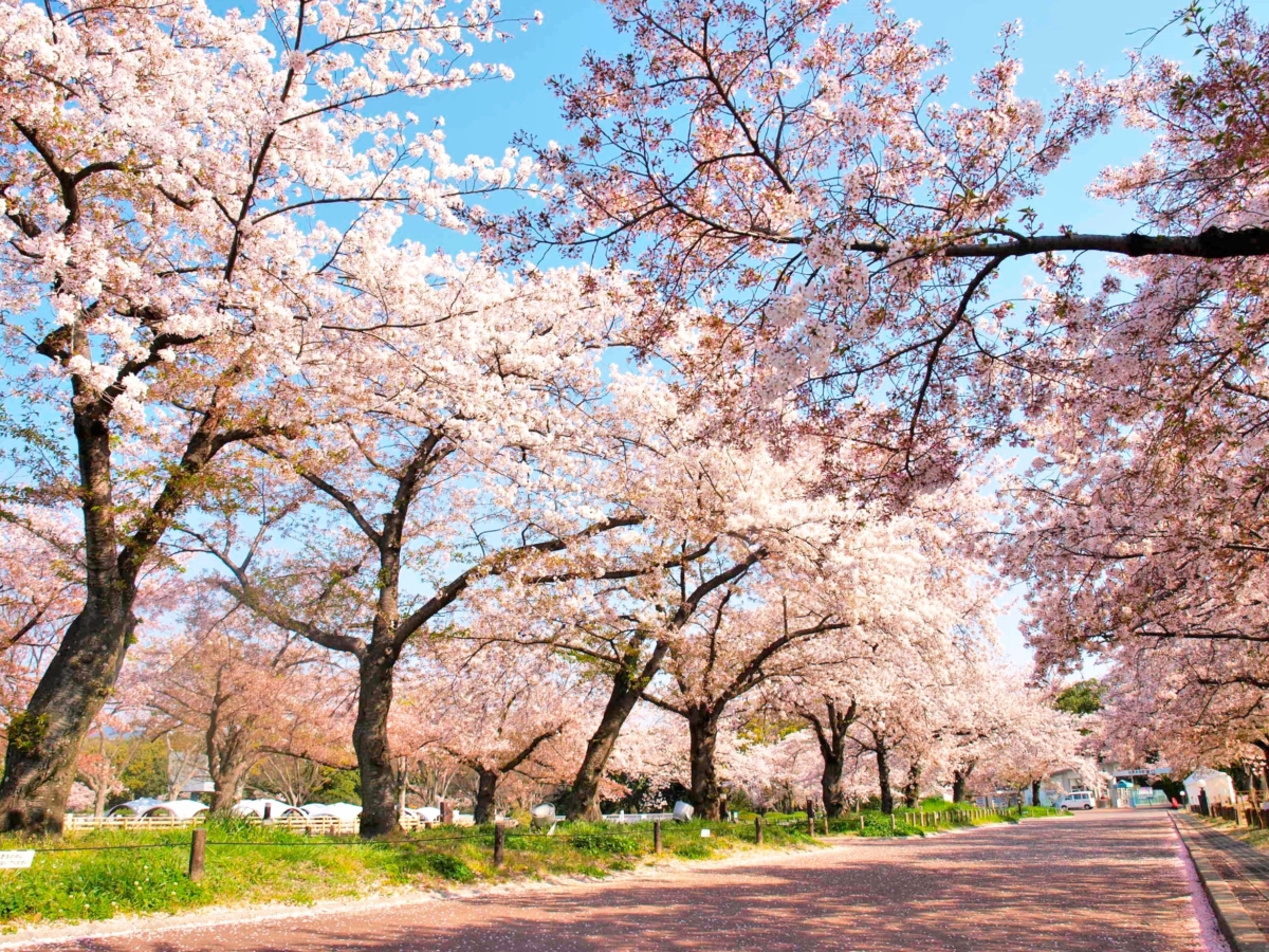 SAKURA EXPO 2025活動將於2025年3月20日至4月6日登場