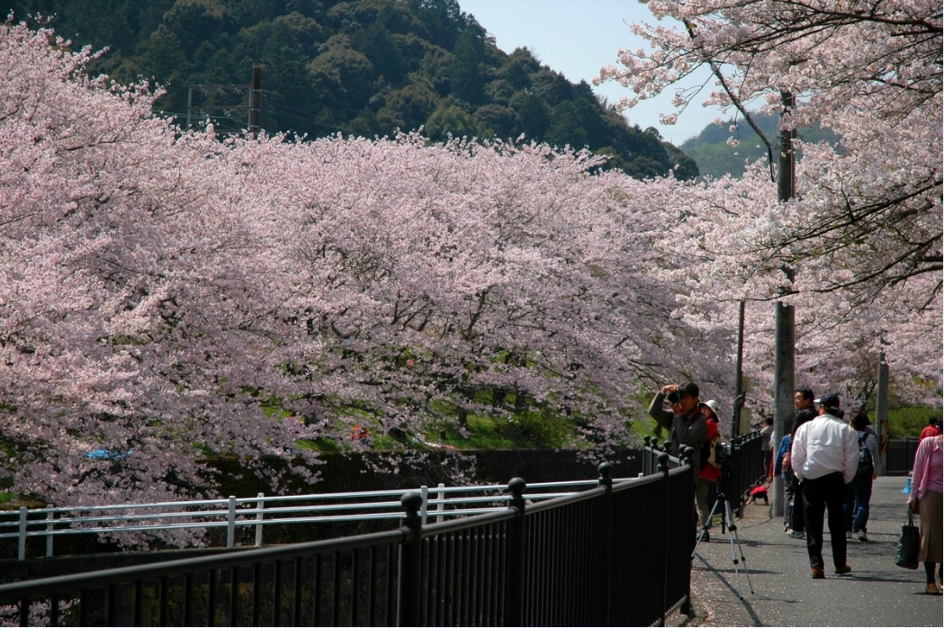 大阪山中溪賞櫻