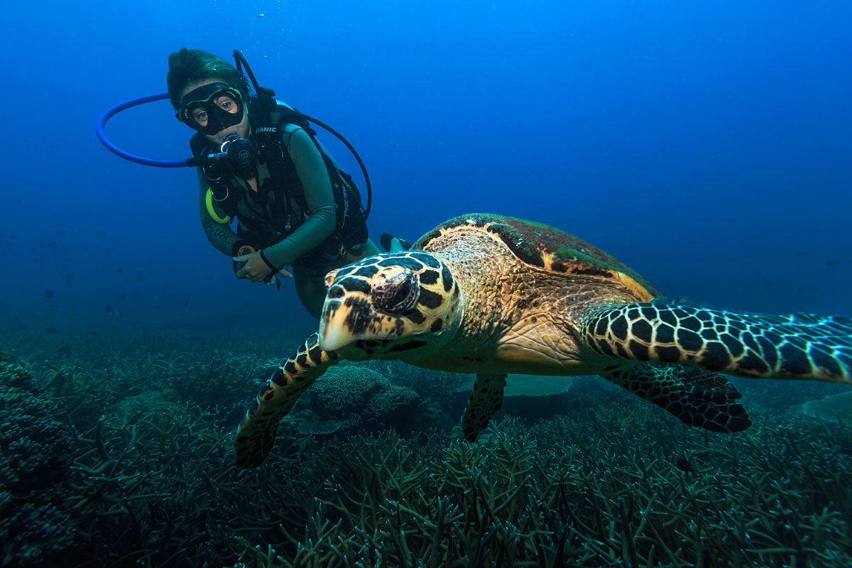 馬來西亞刁曼島的潛水客與海龜