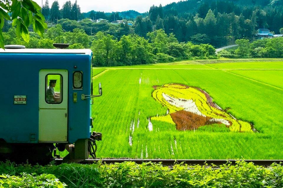 日本秋田美人線_稻田藝術
