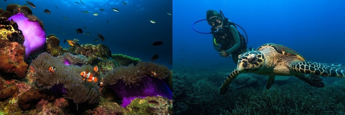 馬來西亞刁曼島的珊瑚礁與海龜
