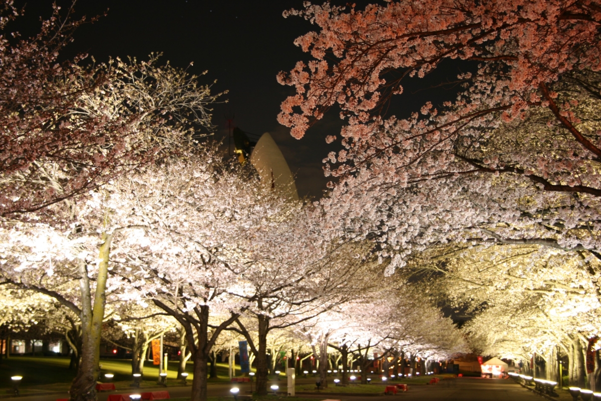 SAKURA EXPO 2025夜櫻
