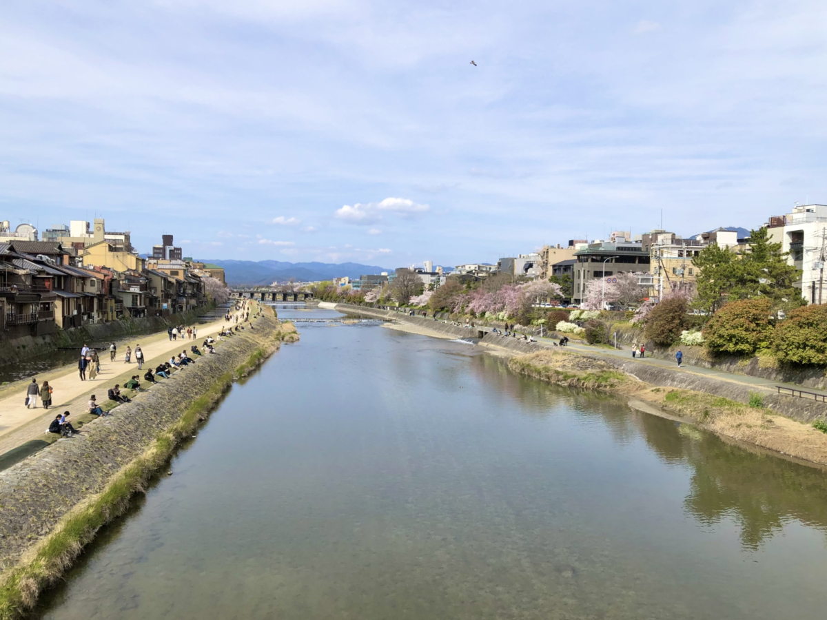 京都鴨川櫻花