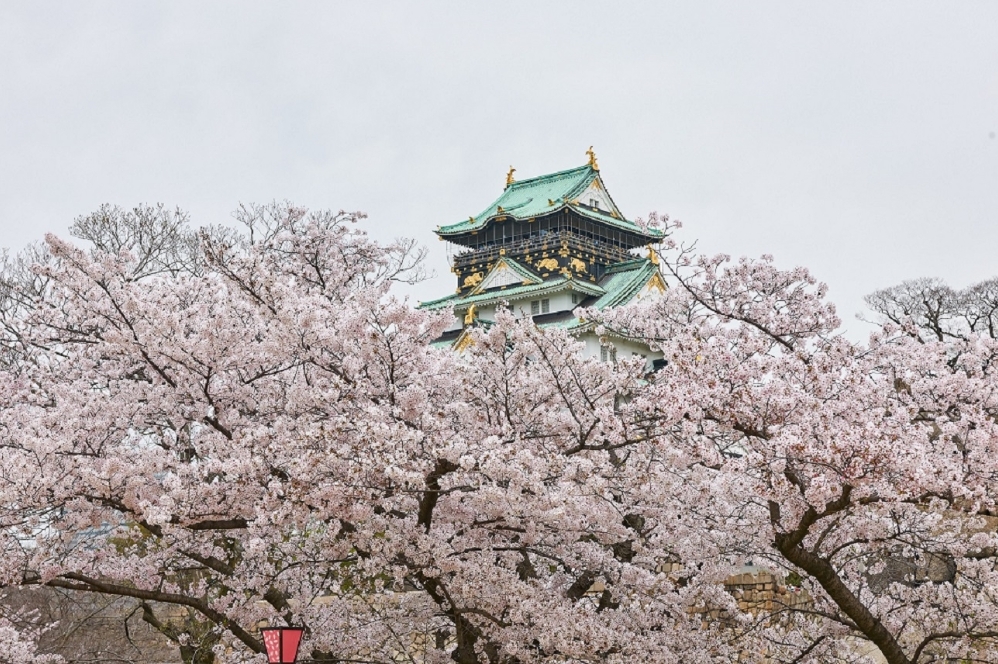 2025 大阪城公園賞櫻攻略