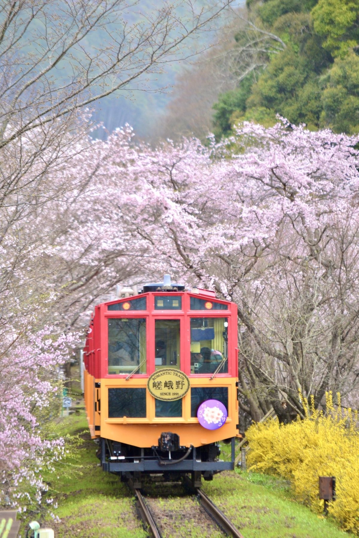 櫻花季盛開時,搭乘嵯峨野嵐山小火車就會經過超美的櫻花隧道