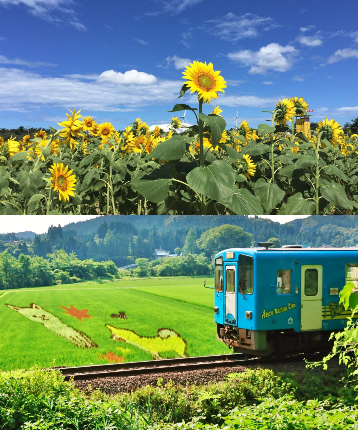 日本秋田美人線_西目站向日葵田 & 稻田藝術
