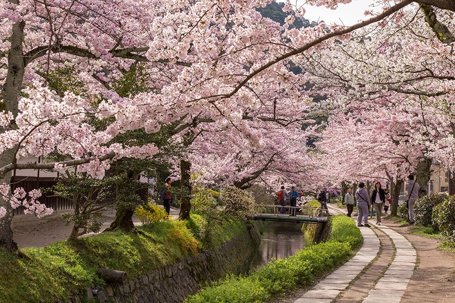 京都哲學之道櫻花