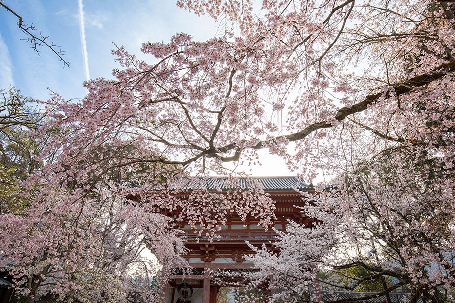 京都醍醐寺櫻花