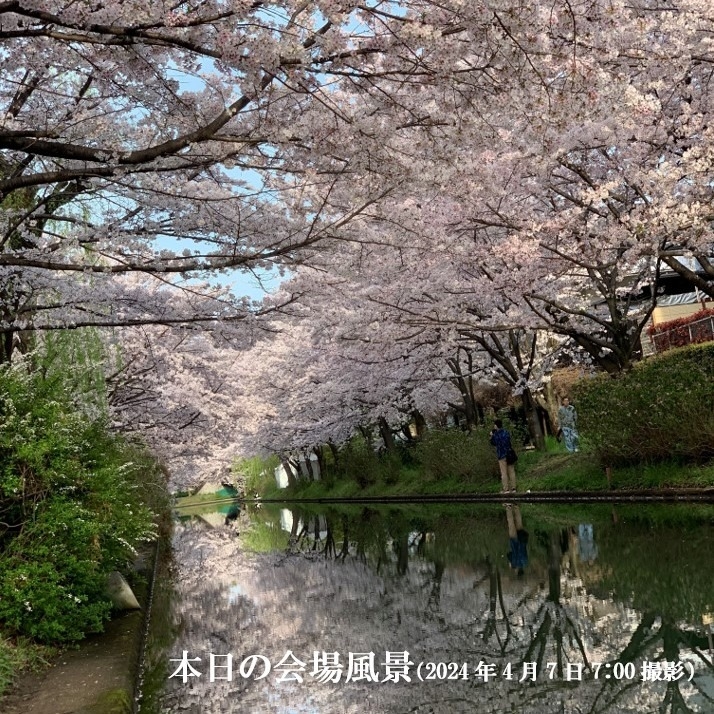 京都伏見十石舟櫻花