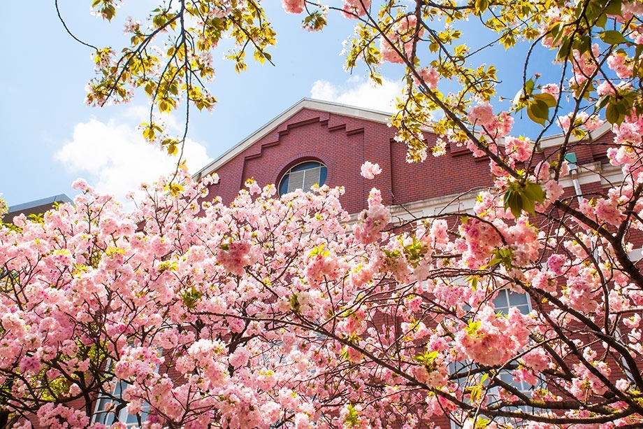 大阪造幣局賞櫻