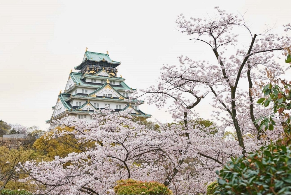 2025 大阪城公園賞櫻攻略