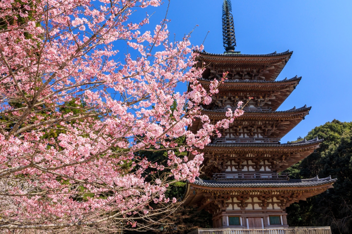京都醍醐寺櫻花季