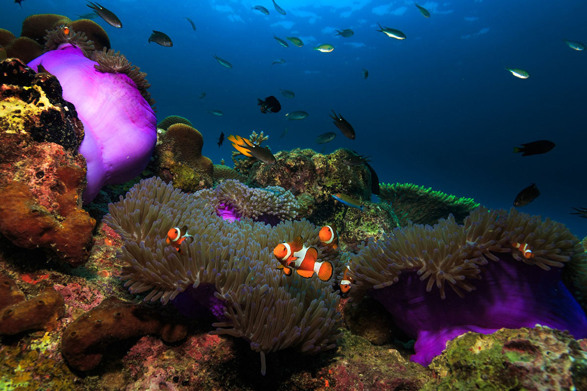 馬來西亞刁曼島美麗的珊瑚礁