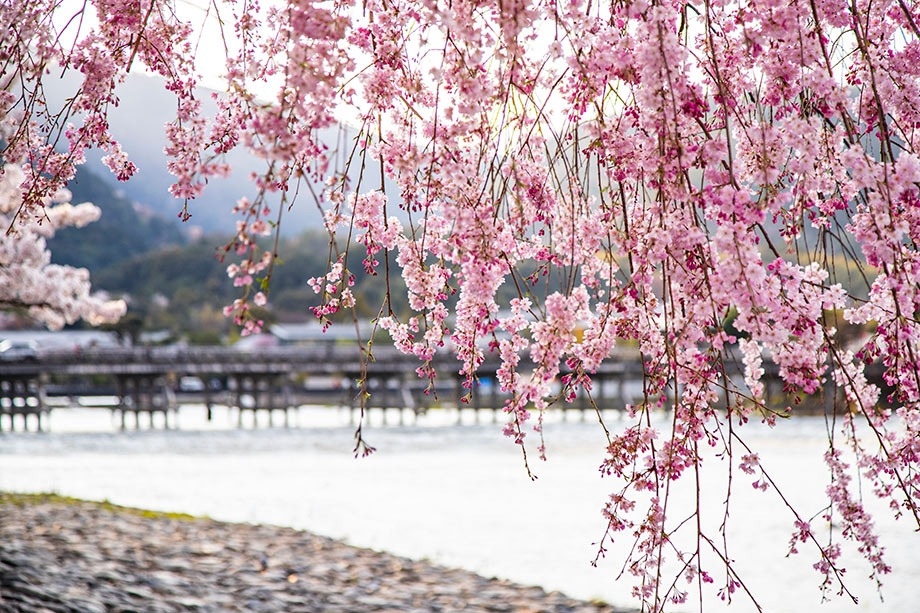 京都嵐山櫻花