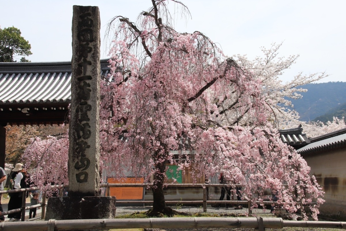 京都醍醐寺櫻花