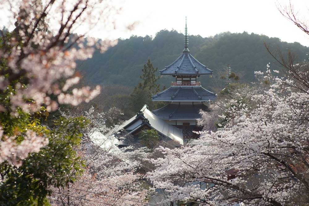 吉野山賞櫻
