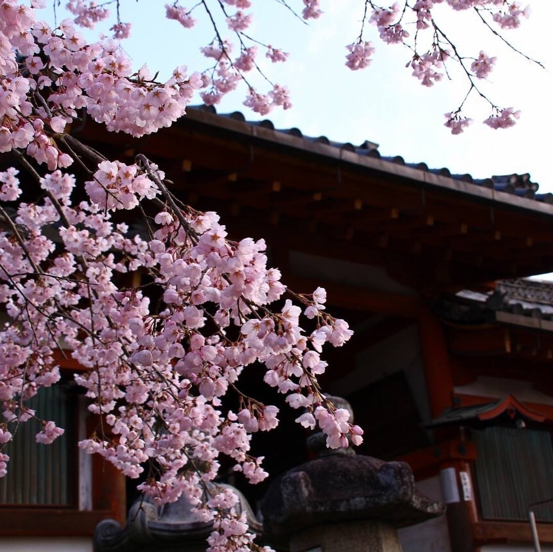 奈良公園的櫻花