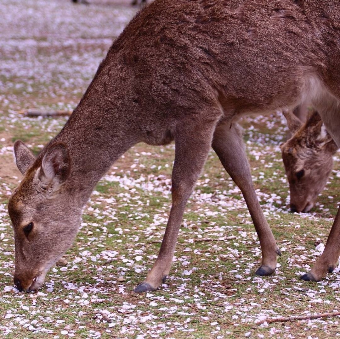 奈良公與鹿群玩耍