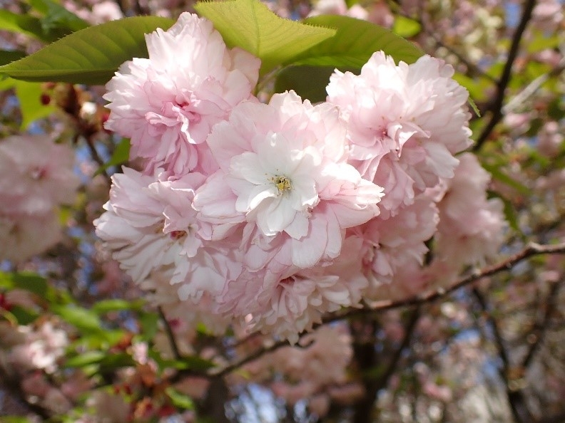今年新櫻花品種「火打谷菊櫻」