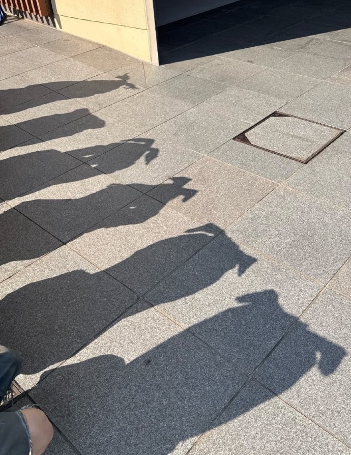 韓國網友流行起狗狗影子