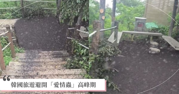 韓國「愛情蟲」高峰期：何時前往最安全？避免夏季困擾的旅行秘訣一次看！