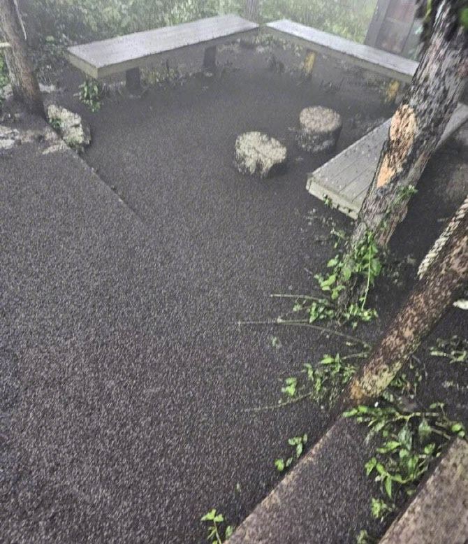 韓國愛情蟲災害