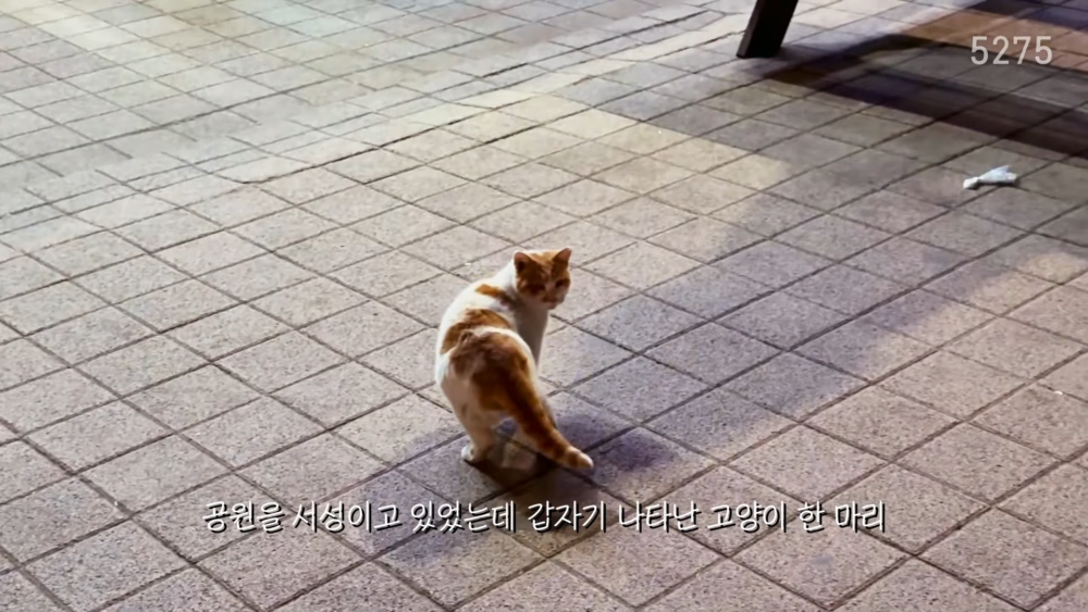 沒想到貓咪真的出現在眼前！