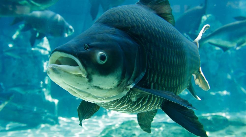 湄公河展區必看的就是大鯰魚!