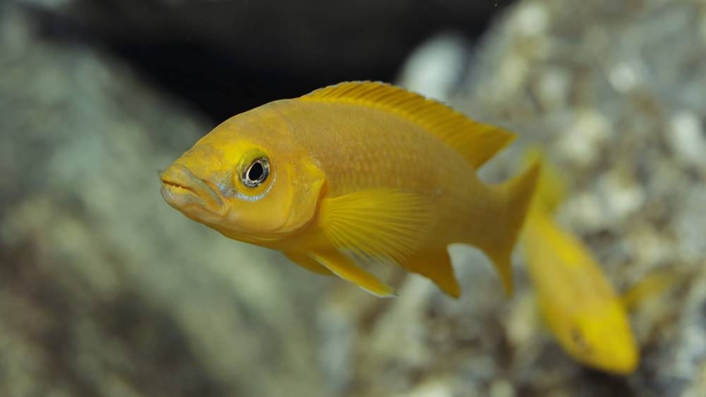 這個展區住著色彩斑斕的剛果河魚類。