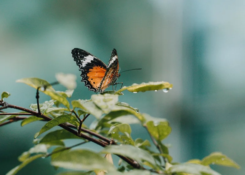 園內飛舞著多達40種、約 1,000 隻熱帶蝴蝶。